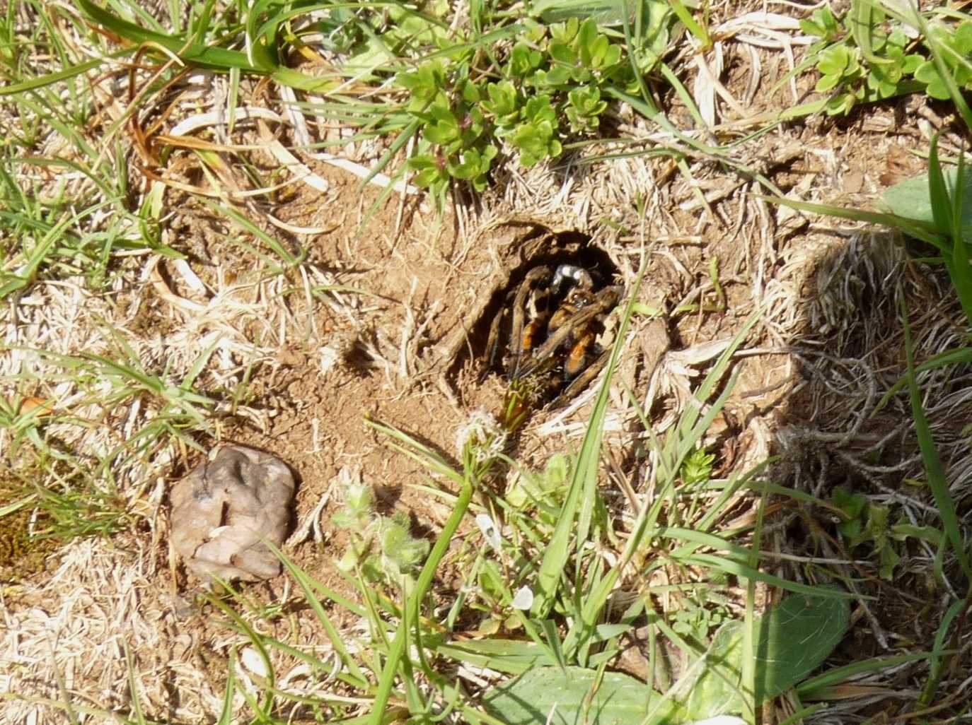 Cuc! Lycosa tarantula - Marcellina (RM)